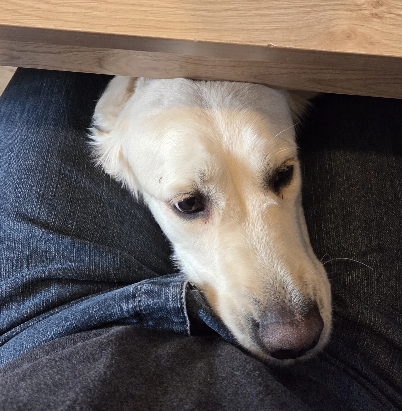 Une petite chienne blanche glisse sa tête entre les jambes de Yohan, sous la table, pendant l’enregistrement avec David Gérard.